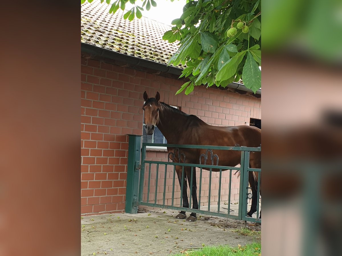 Schwedisches Warmblut Stute 15 Jahre 167 cm Brauner in Ladbergen