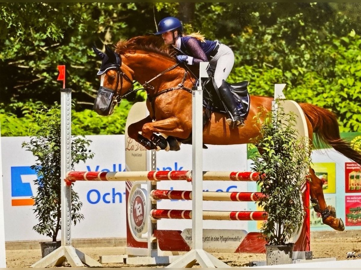 Schwedisches Warmblut Stute 16 Jahre 166 cm Fuchs in Schöppingen