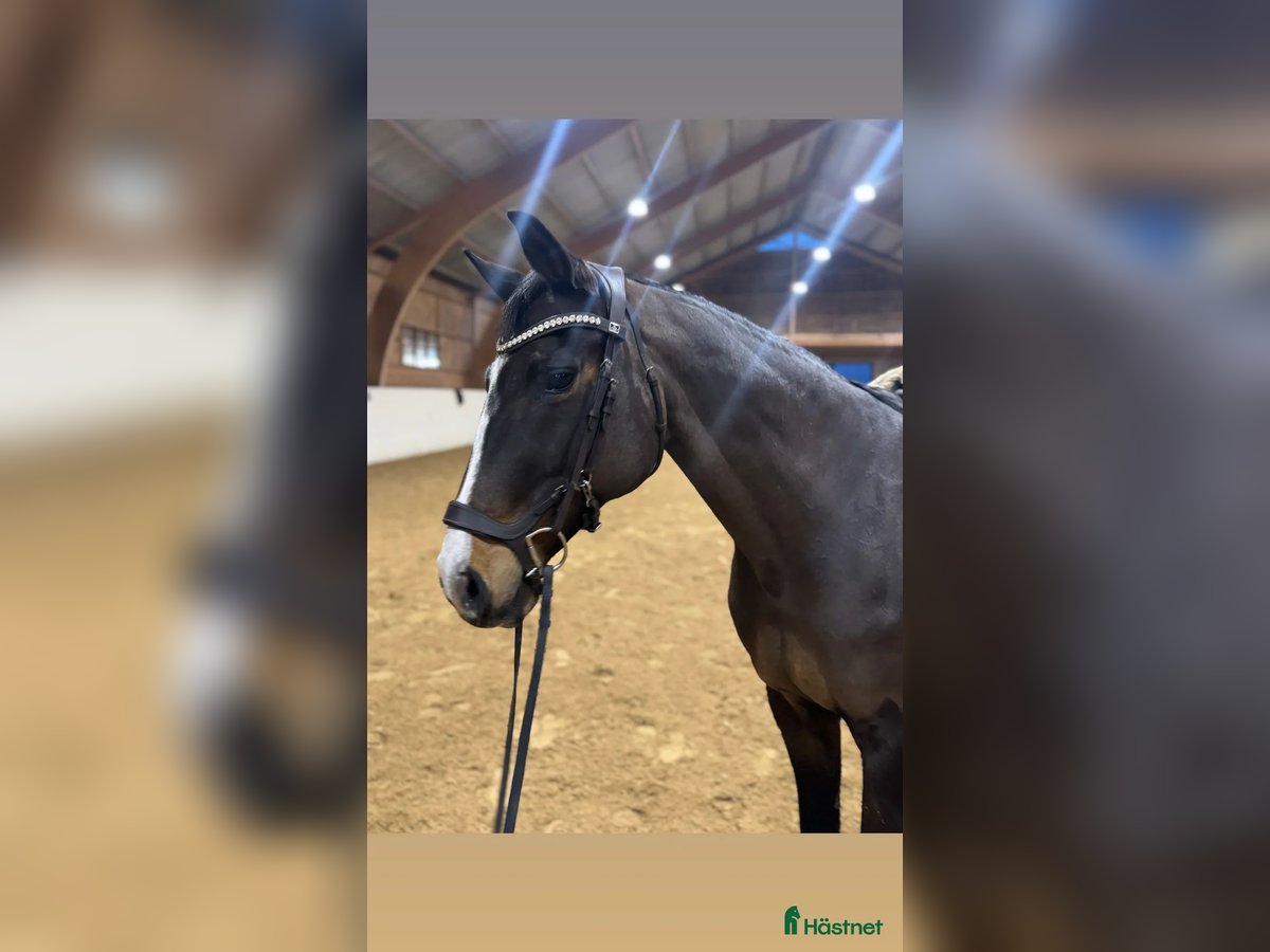 Schwedisches Warmblut Stute 18 Jahre 165 cm Dunkelbrauner in yngsj&#xF6;