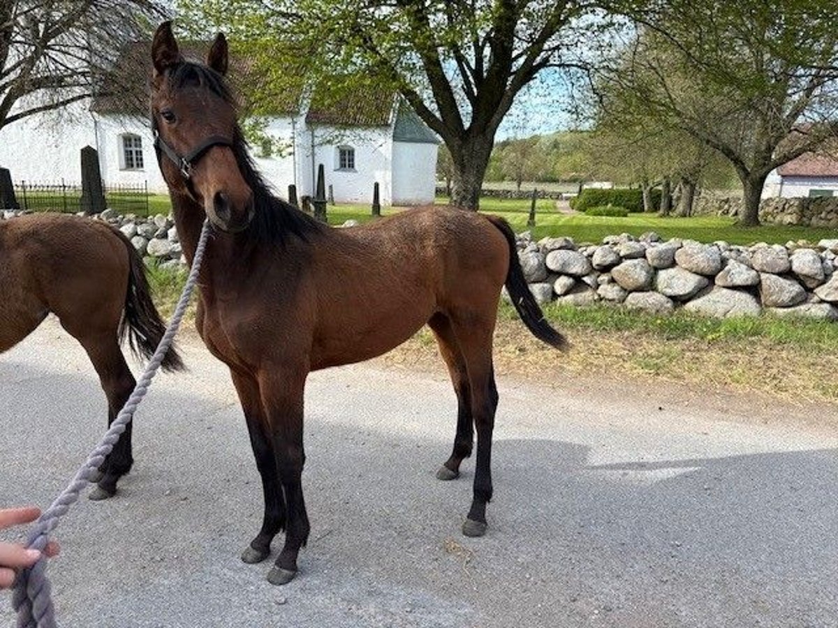 Schwedisches Warmblut Stute 1 Jahr 165 cm Brauner in Sjöbo