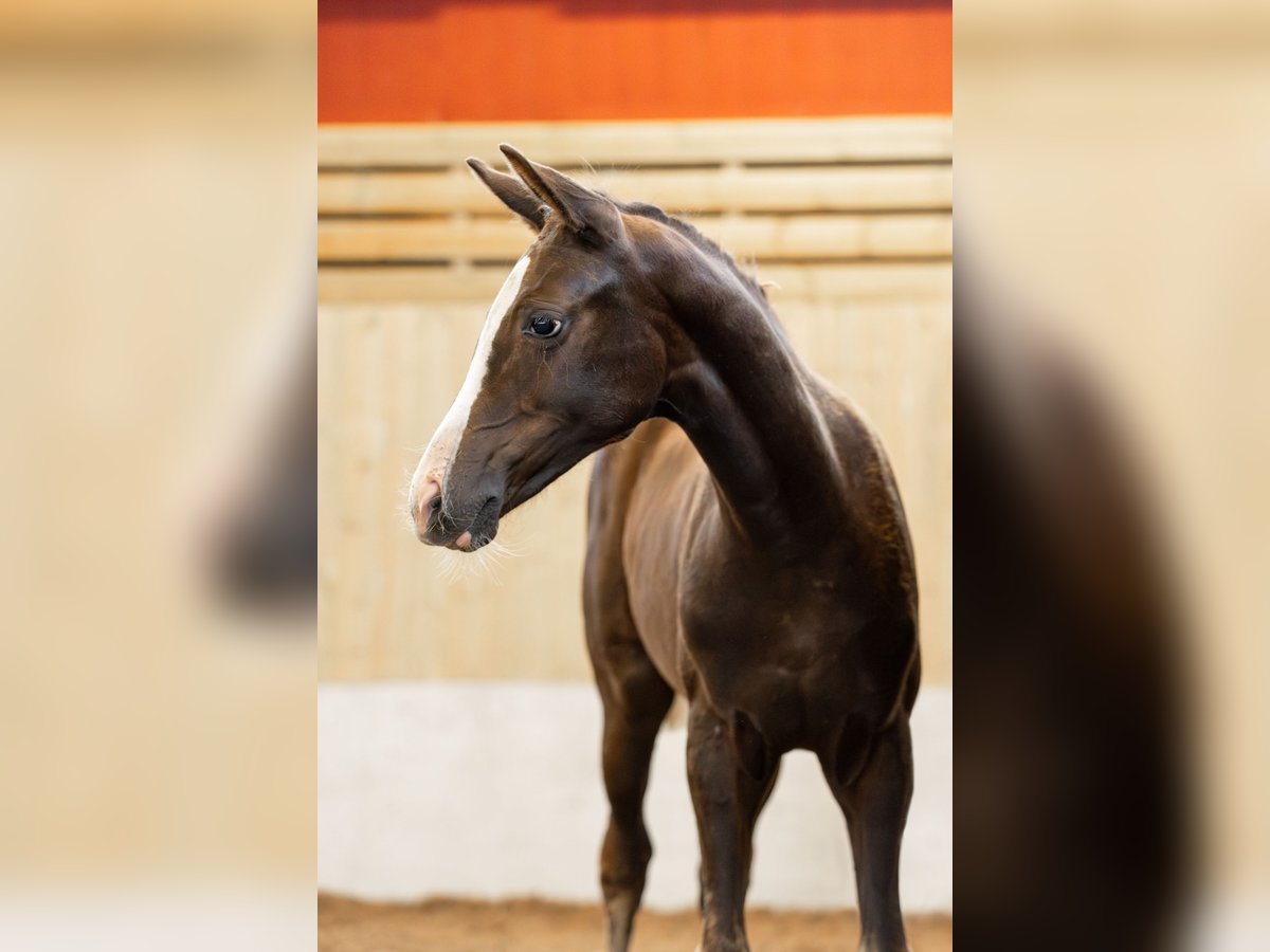 Schwedisches Warmblut Stute 1 Jahr 165 cm Dunkelfuchs in Köpingsvik