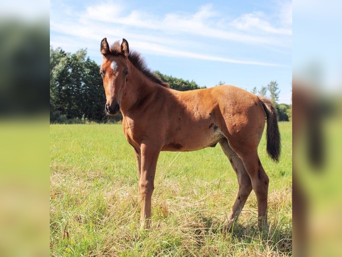 Schwedisches Warmblut Stute 1 Jahr 169 cm Brauner in Blentarp