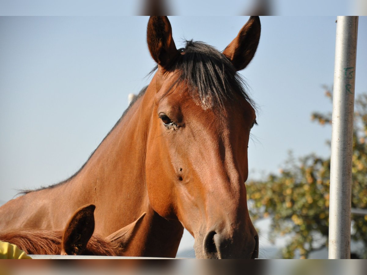 Schwedisches Warmblut Stute 20 Jahre 174 cm Brauner in Schötz