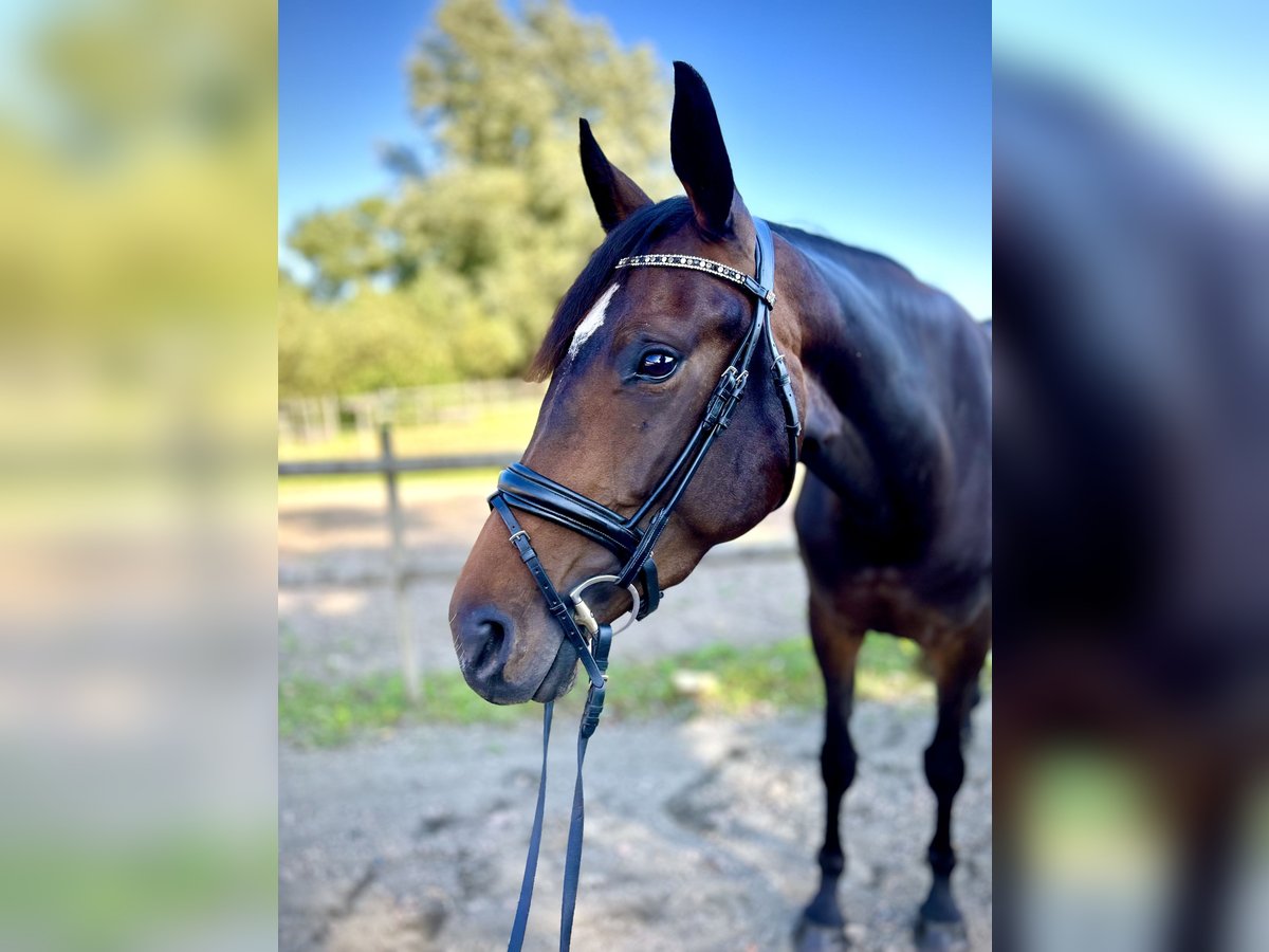 Schwedisches Warmblut Stute 4 Jahre 169 cm Brauner in Richmond