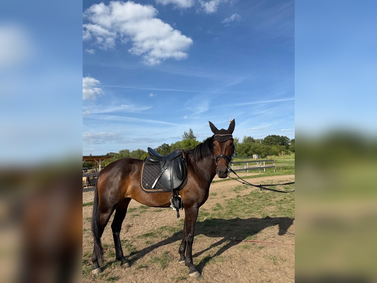 Schwedisches Warmblut Mix Stute 5 Jahre 155 cm Dunkelbrauner in Leipzig