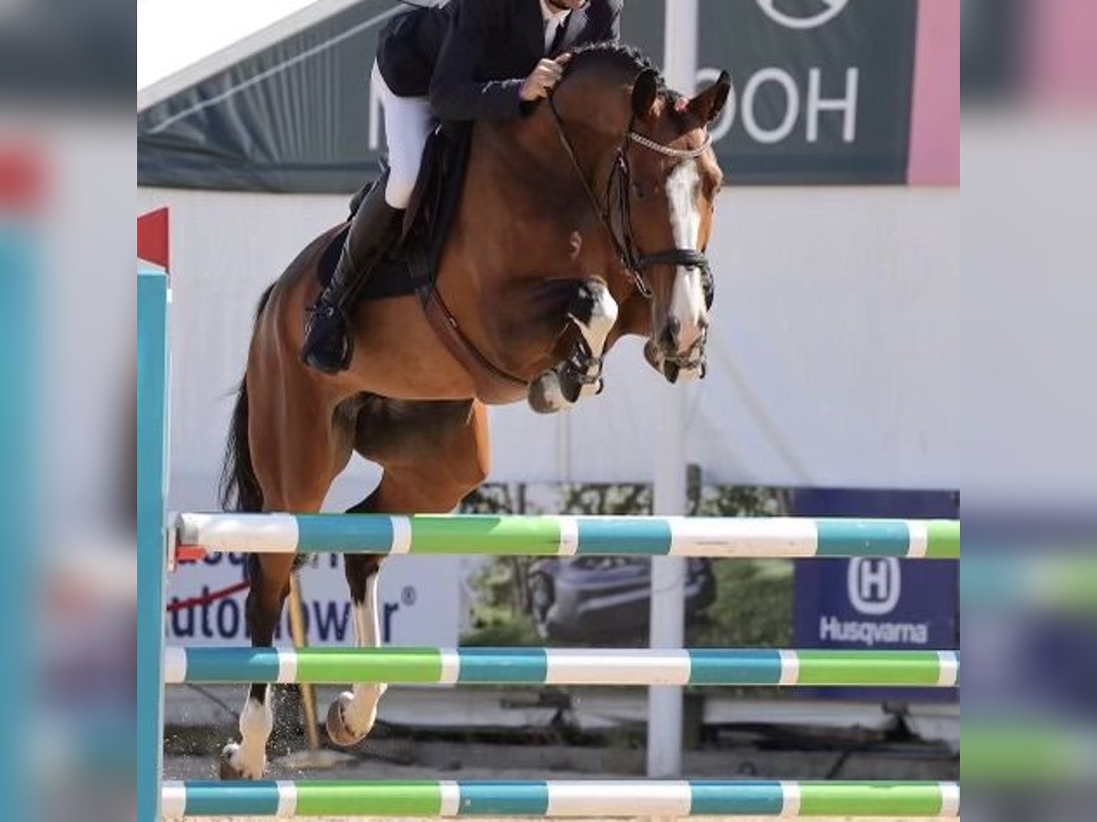 Schwedisches Warmblut Stute 5 Jahre 168 cm in Ljungby