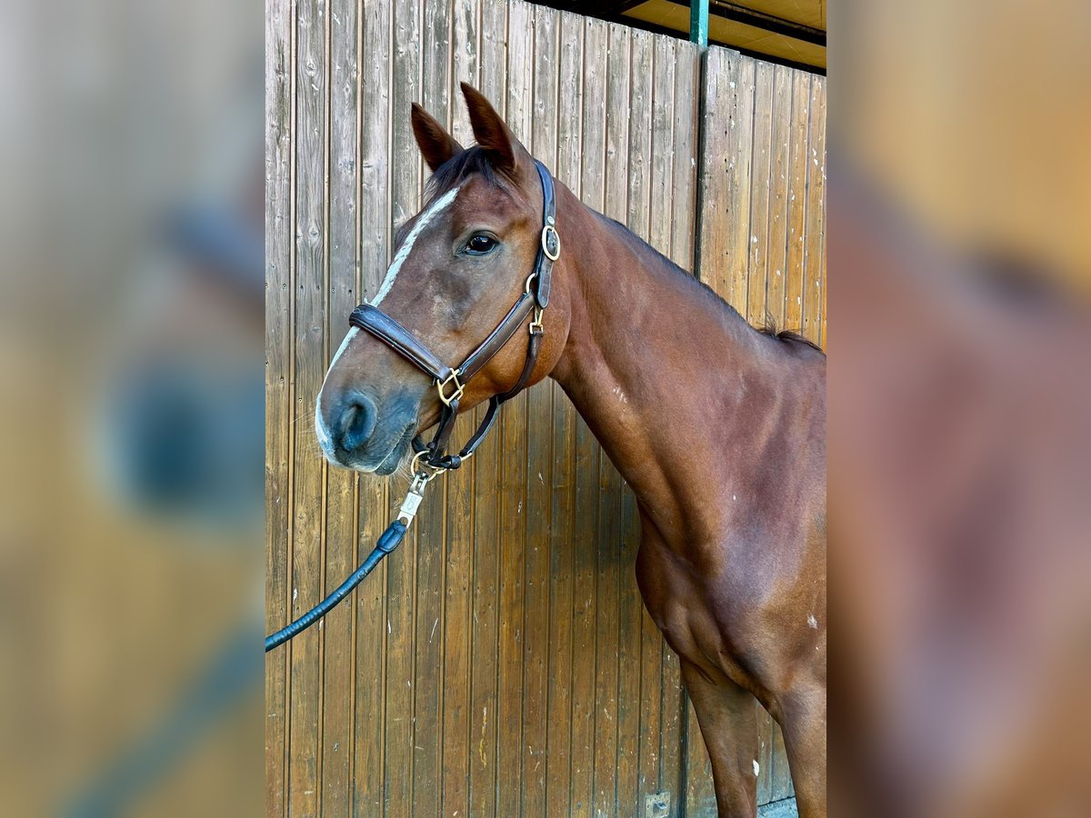 Schwedisches Warmblut Stute 5 Jahre 169 cm Dunkelfuchs in Thomasburg