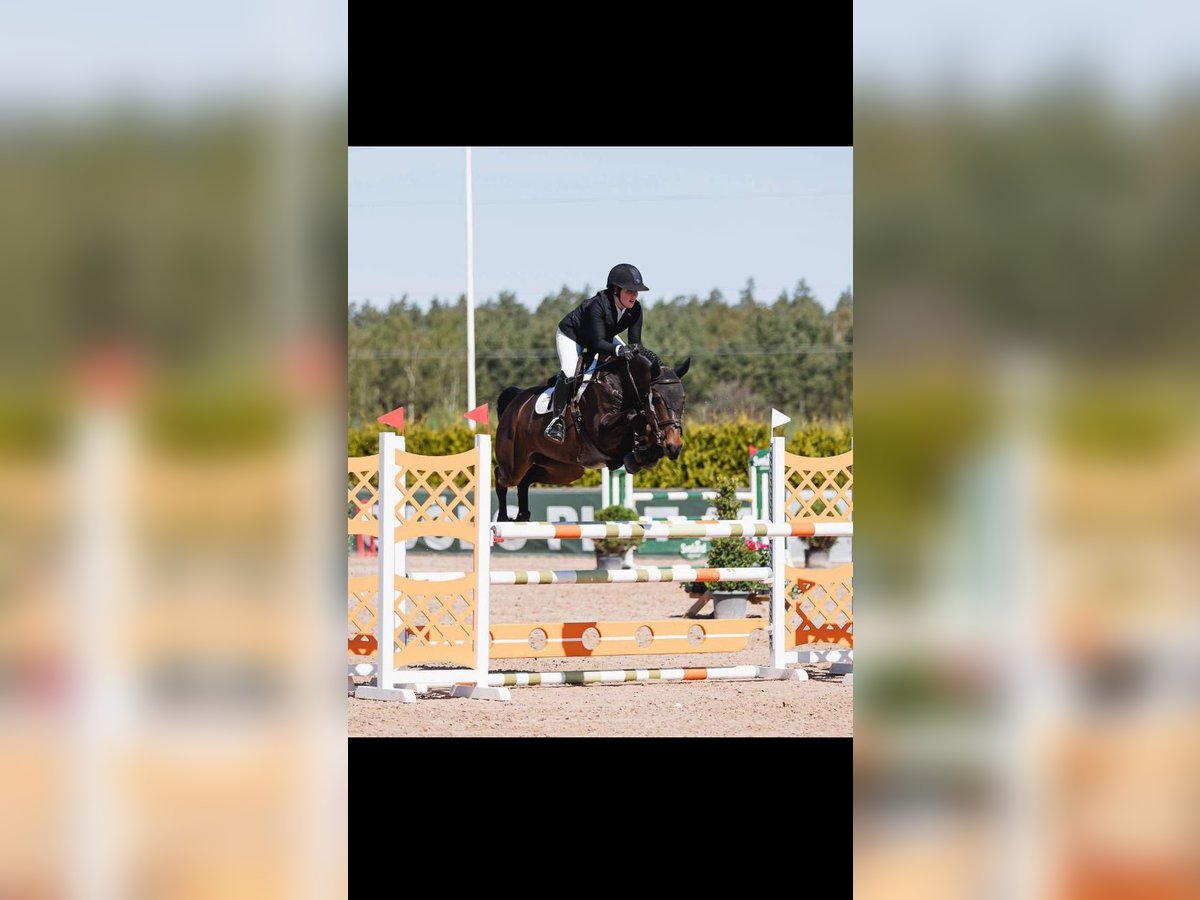 Schwedisches Warmblut Stute 6 Jahre 162 cm Brauner in Borrby