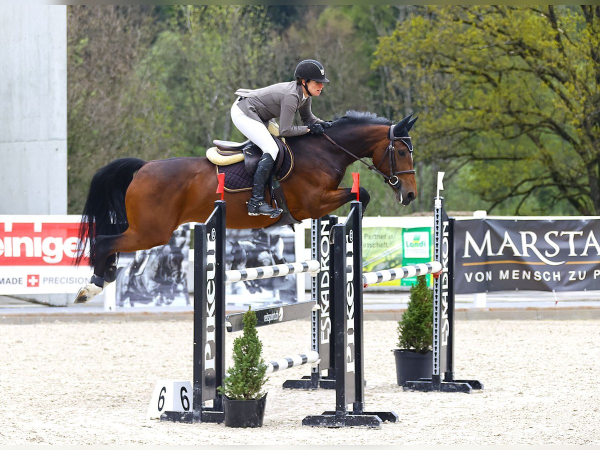 Schwedisches Warmblut Stute 6 Jahre 162 cm Brauner in Winkel