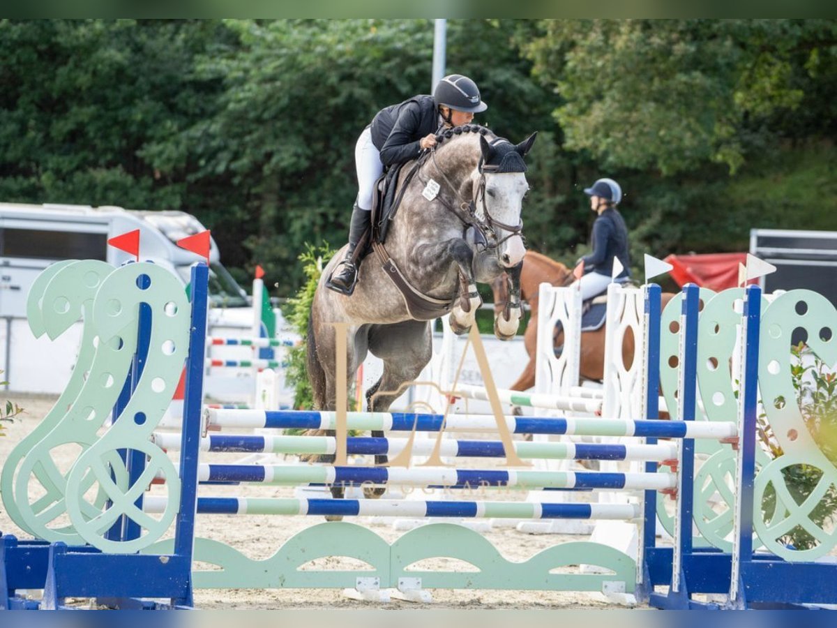 Schwedisches Warmblut Stute 7 Jahre 170 cm Schimmel in Siedenburg