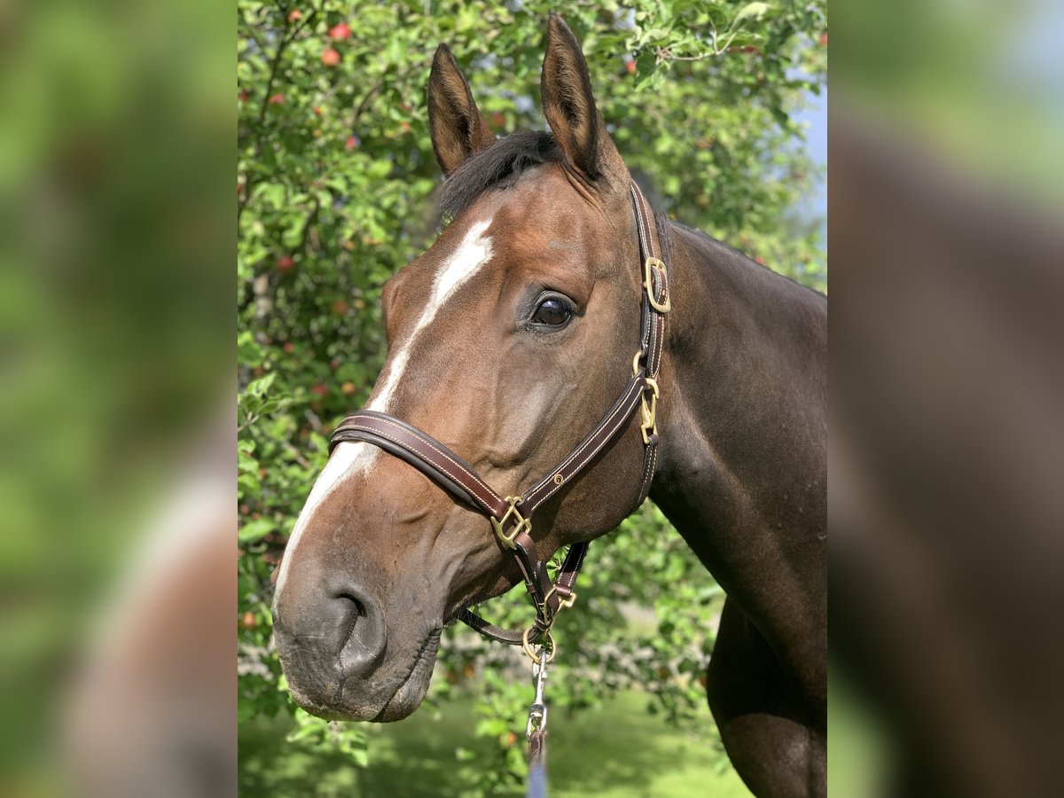 Schwedisches Warmblut Stute 7 Jahre 171 cm Rotbrauner in Lammhult