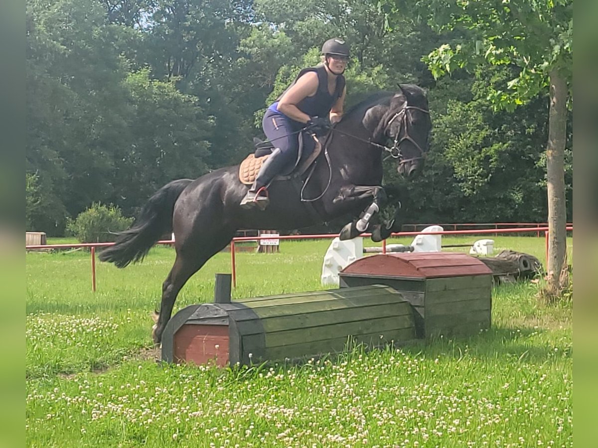 Schwedisches Warmblut Mix Stute 8 Jahre 156 cm Rappe in Bottmersdorf