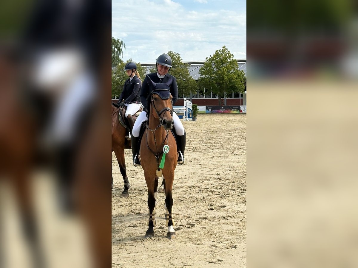 Schwedisches Warmblut Stute 8 Jahre 170 cm Brauner in HavixbeckHavixbeck