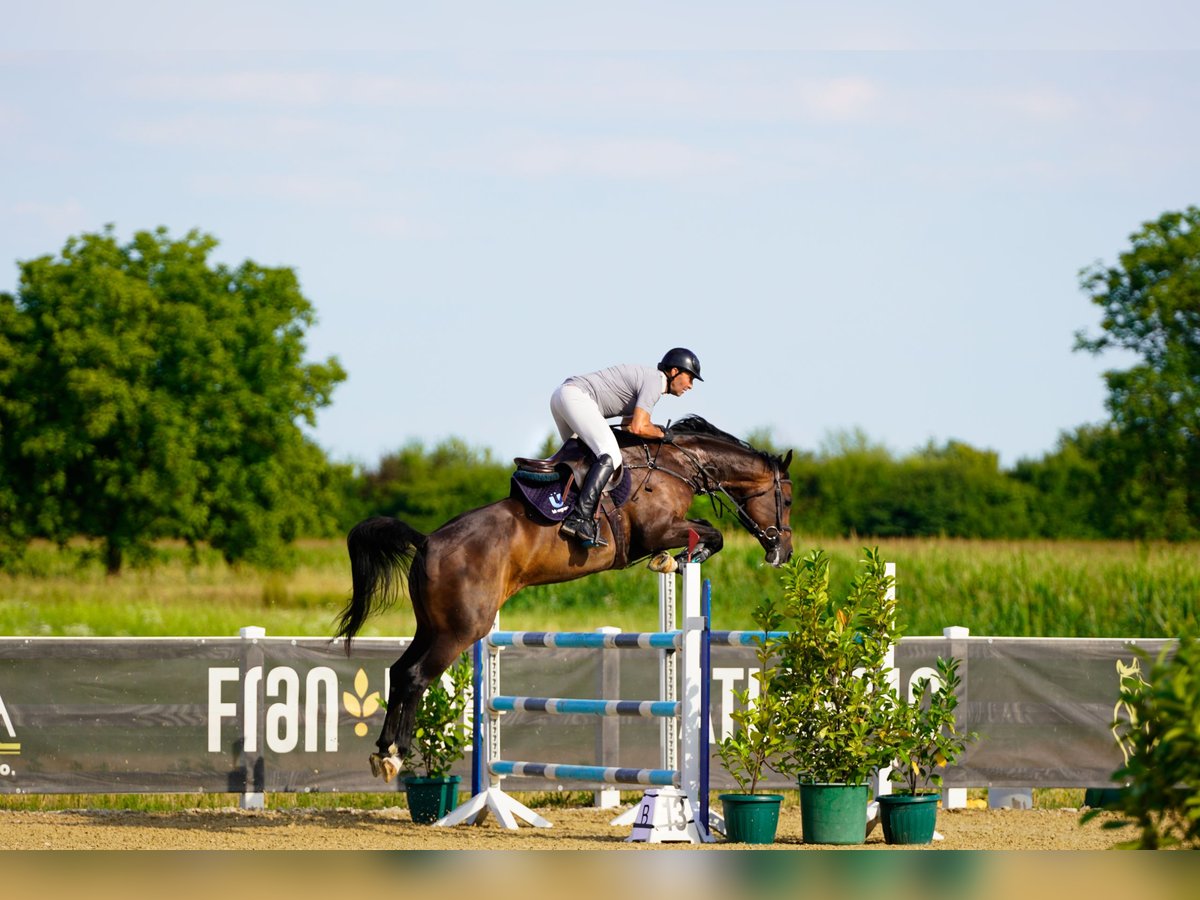 Schwedisches Warmblut Stute 9 Jahre 167 cm Dunkelbrauner in Pragersko
