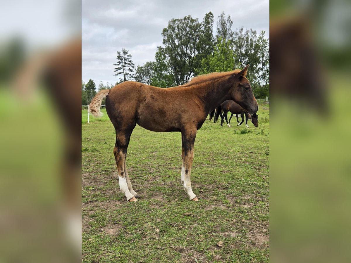 Schwedisches Warmblut Stute Fohlen (06/2025) 164 cm Dunkelfuchs in Tidaholm