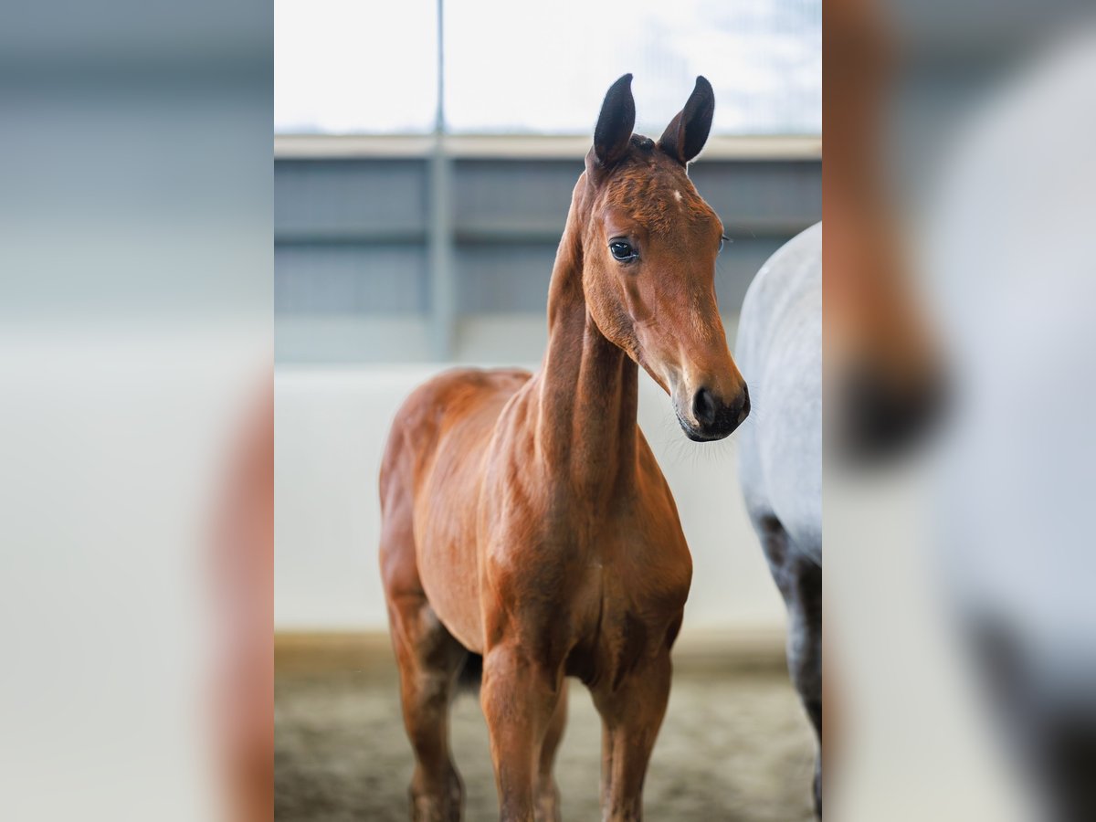 Schwedisches Warmblut Stute Fohlen (05/2024) 170 cm Brauner in Mellerud