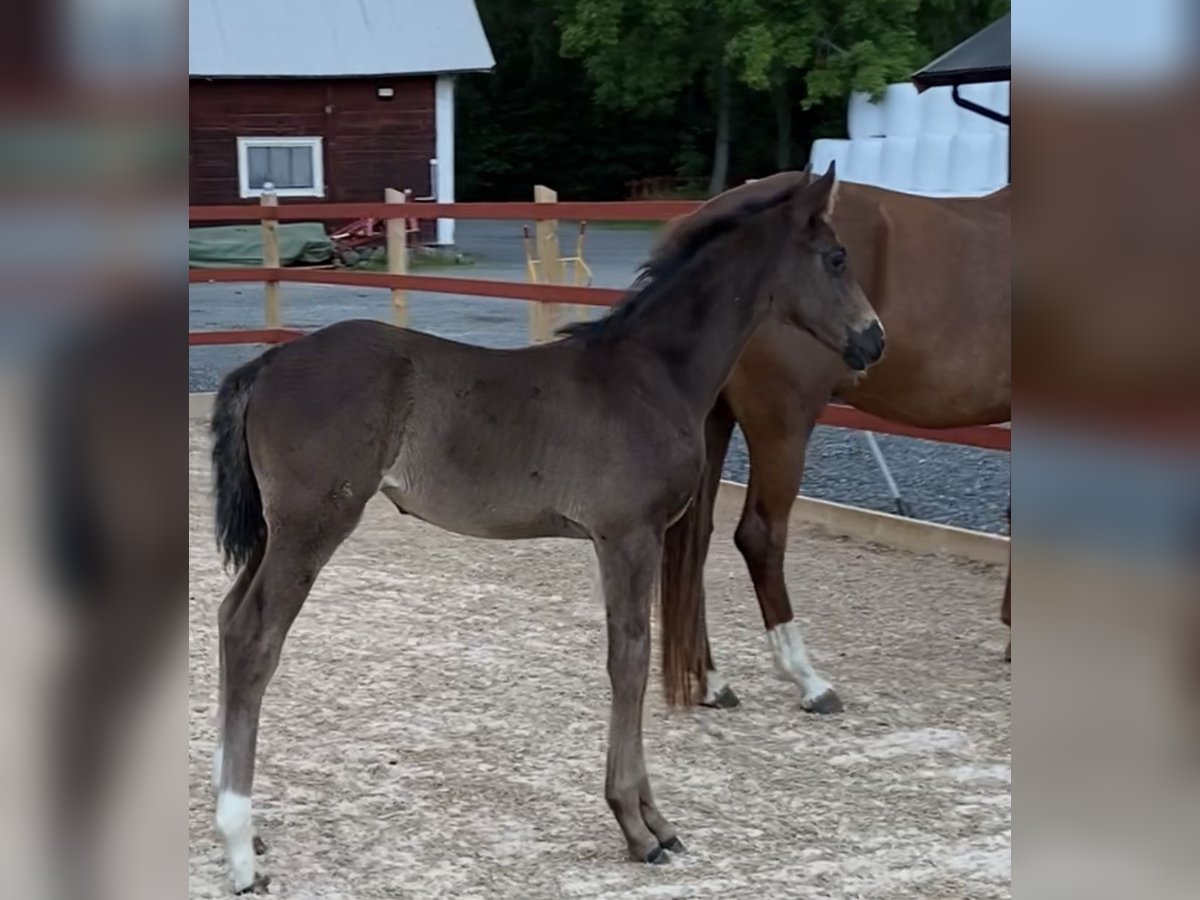 Schwedisches Warmblut Stute Fohlen (05/2025) 173 cm Rappe in Habo