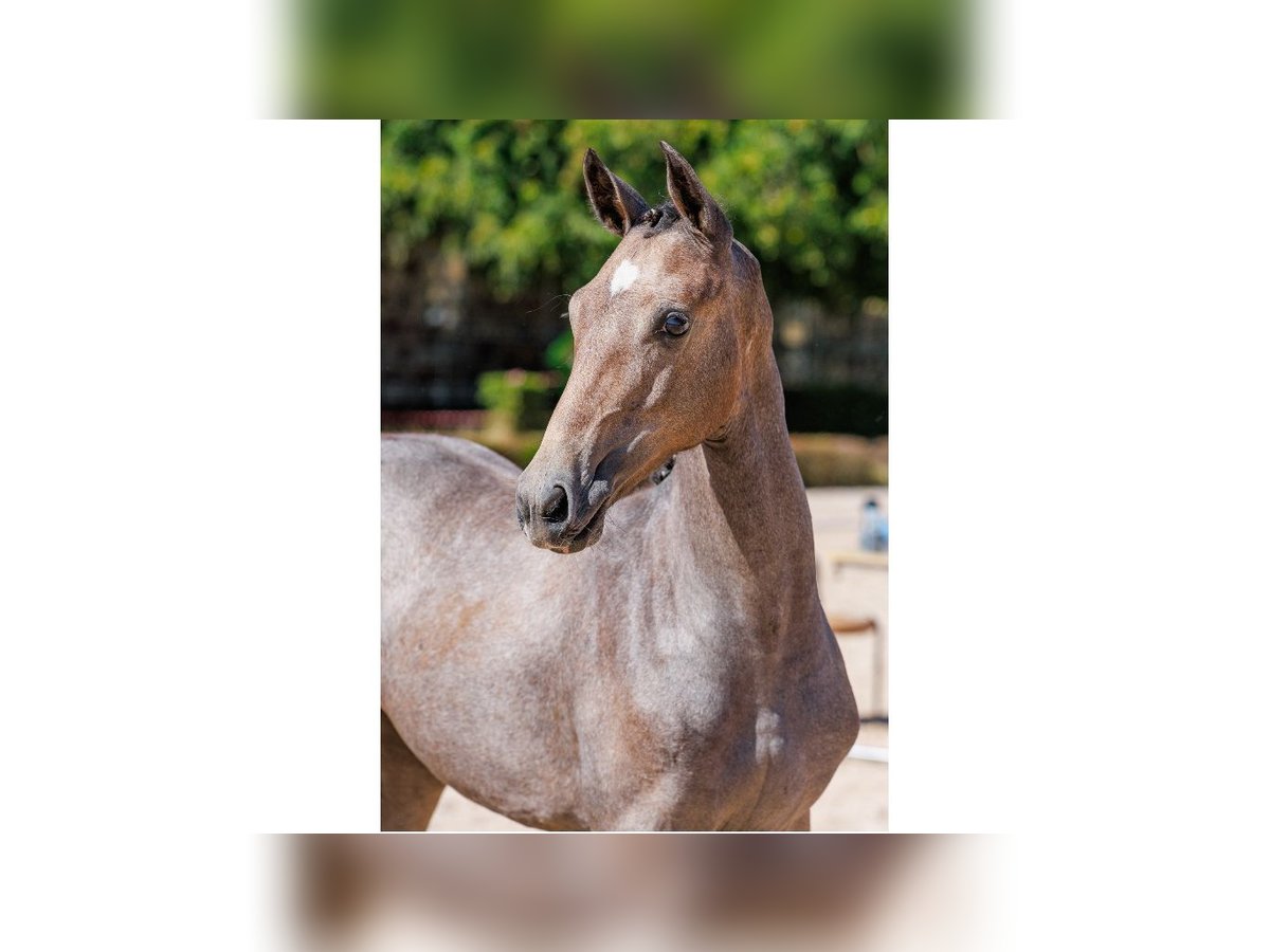 Schwedisches Warmblut Stute Fohlen (04/2025) Schimmel in Flyinge