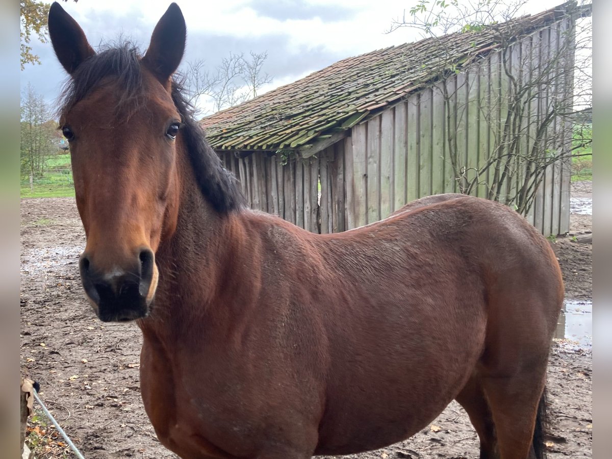 Schwedisches Warmblut Mix Wallach 10 Jahre 160 cm Brauner in LüneburgLüneburg