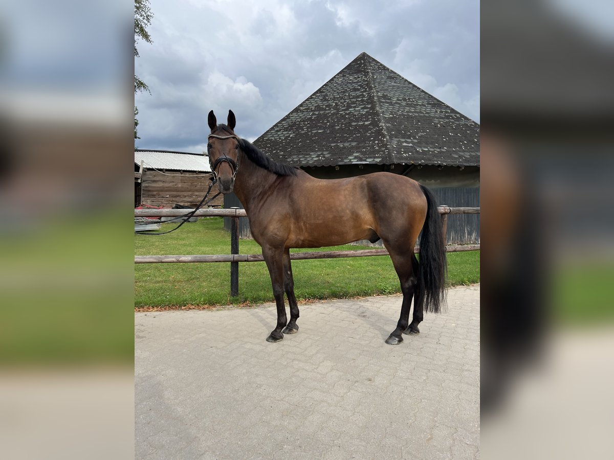 Schwedisches Warmblut Wallach 10 Jahre 162 cm in Bremen
