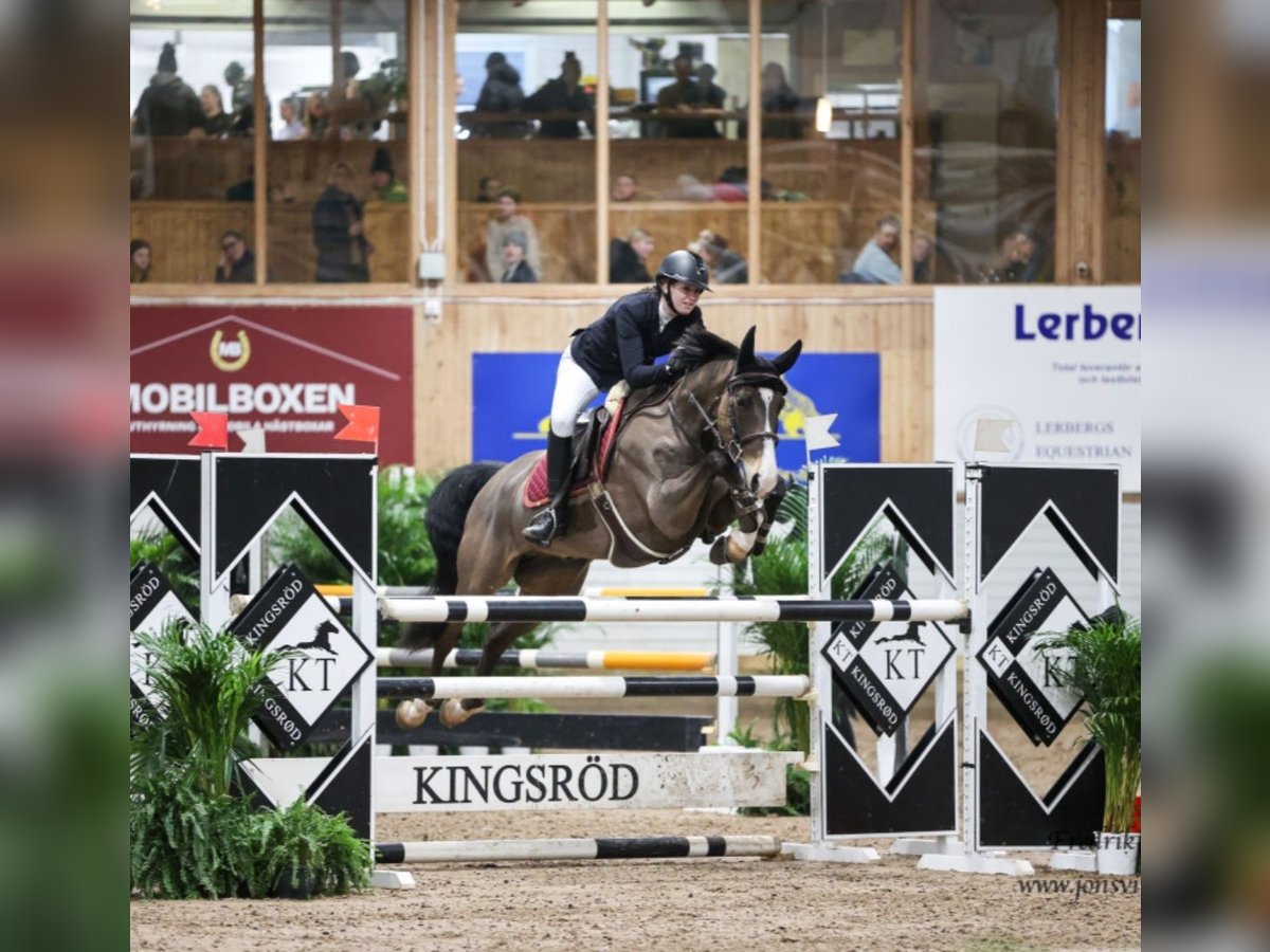 Schwedisches Warmblut Wallach 10 Jahre 164 cm Dunkelbrauner in Kungsbacka