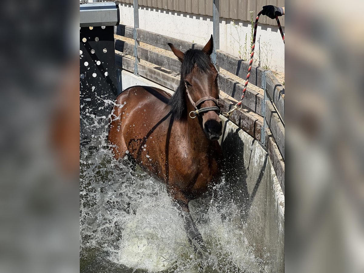 Schwedisches Warmblut Wallach 10 Jahre 168 cm Dunkelfuchs in Scheibenhardt