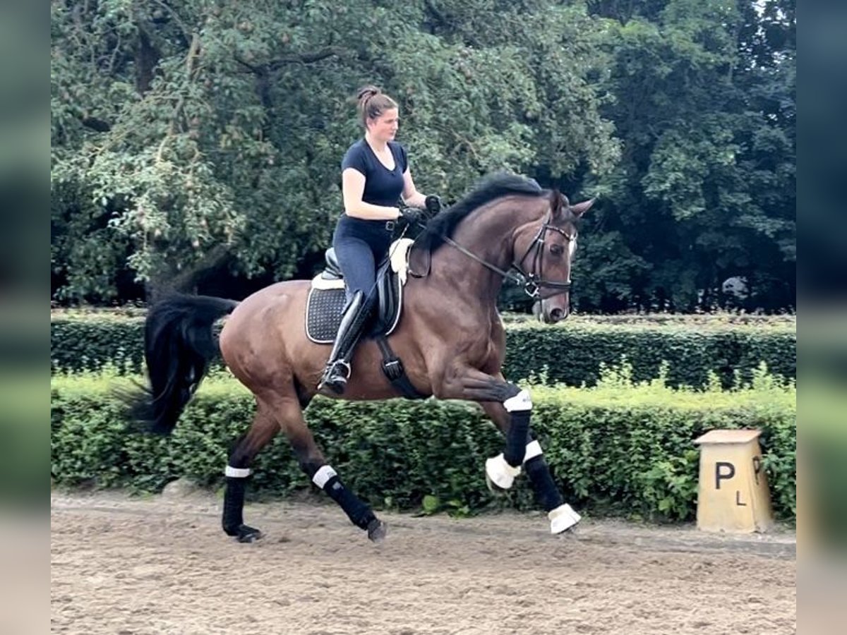 Schwedisches Warmblut Wallach 11 Jahre 173 cm Brauner in Großbeeren