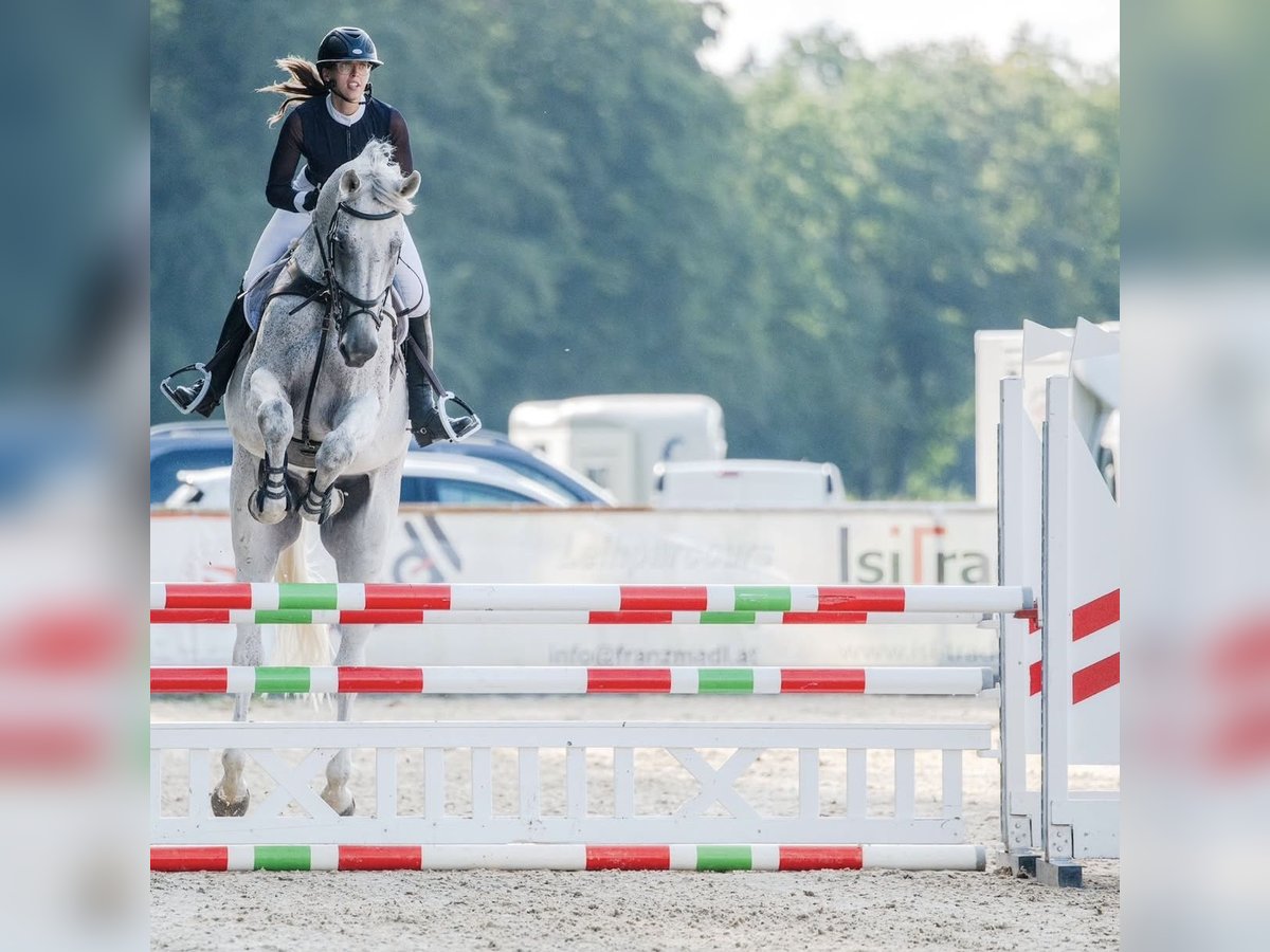 Schwedisches Warmblut Wallach 14 Jahre 185 cm Schimmel in Simmershofen