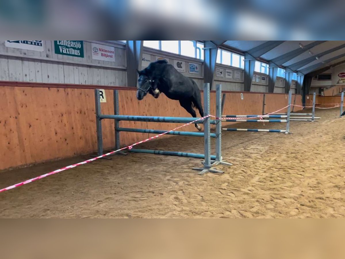 Schwedisches Warmblut Wallach 3 Jahre 168 cm Schimmel in Emmaboda