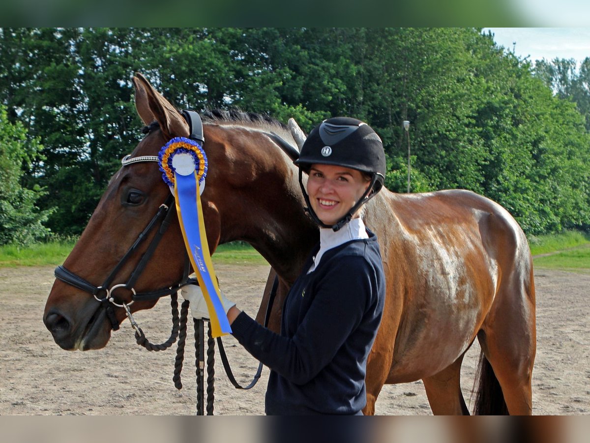 Schwedisches Warmblut Wallach 3 Jahre 170 cm Brauner in Alingsås