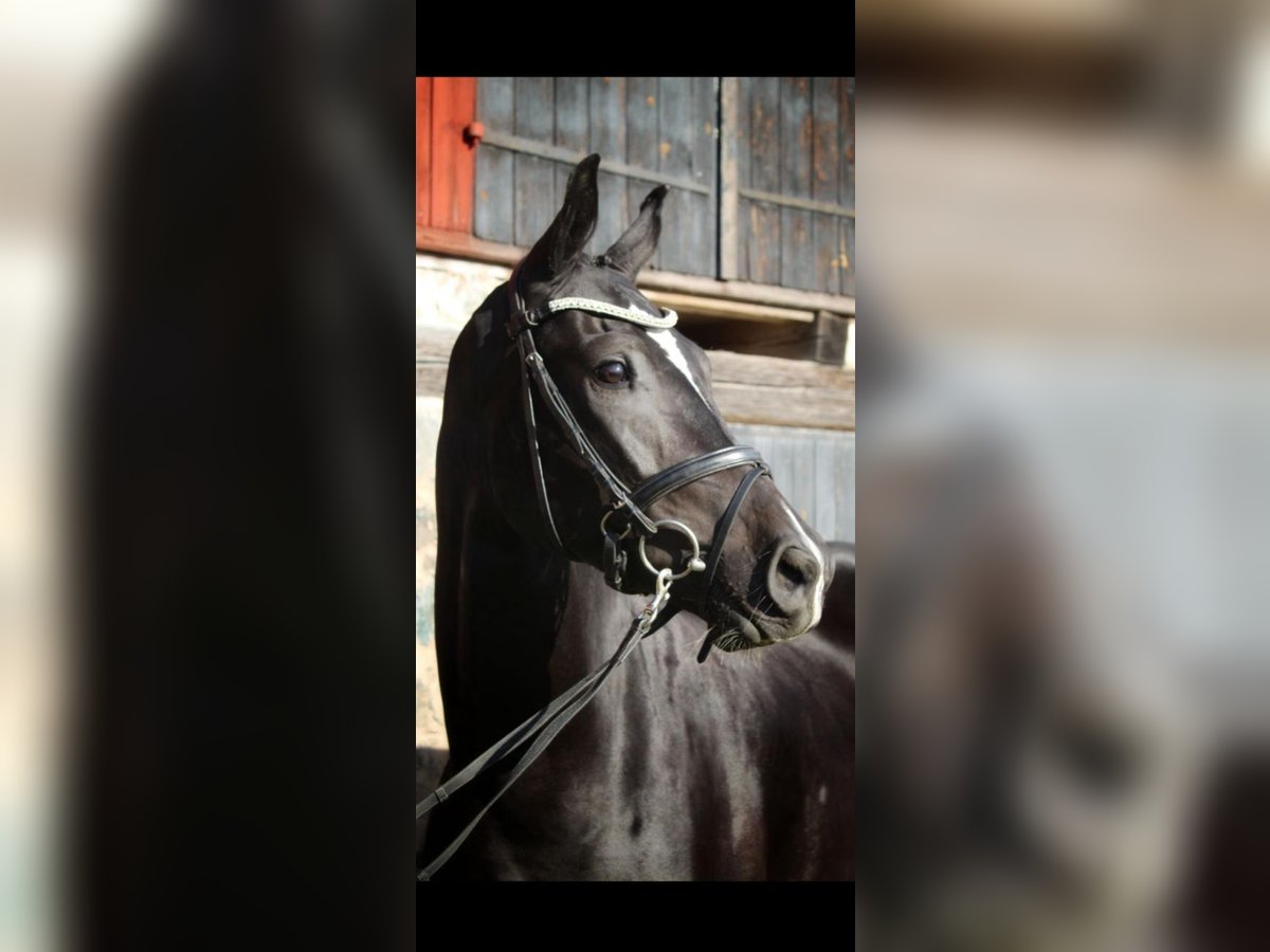 Schwedisches Warmblut Wallach 3 Jahre 172 cm Rappe in Avesta