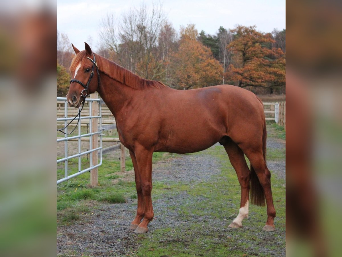 Schwedisches Warmblut Wallach 4 Jahre 163 cm Dunkelfuchs in Sjöbo