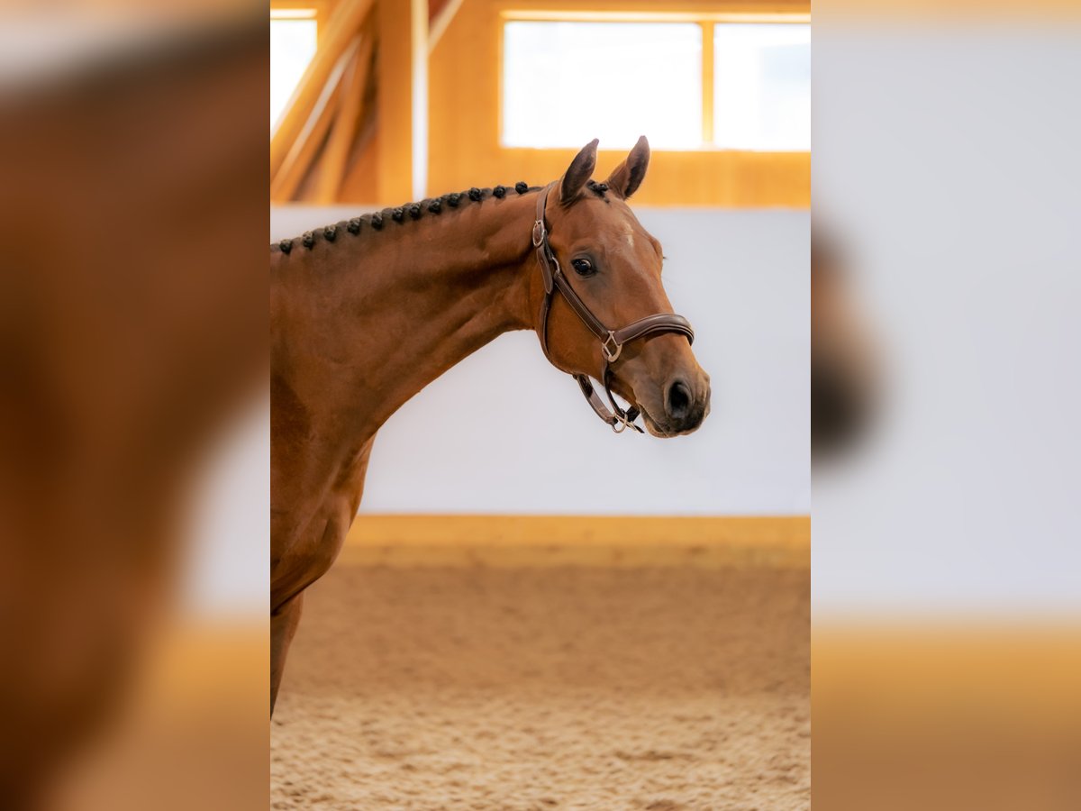 Schwedisches Warmblut Wallach 6 Jahre 165 cm Rotbrauner in Sigtuna