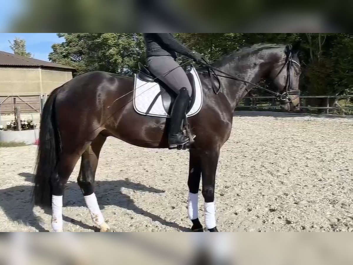 Schwedisches Warmblut Wallach 6 Jahre 174 cm Rappe in Heinsberg