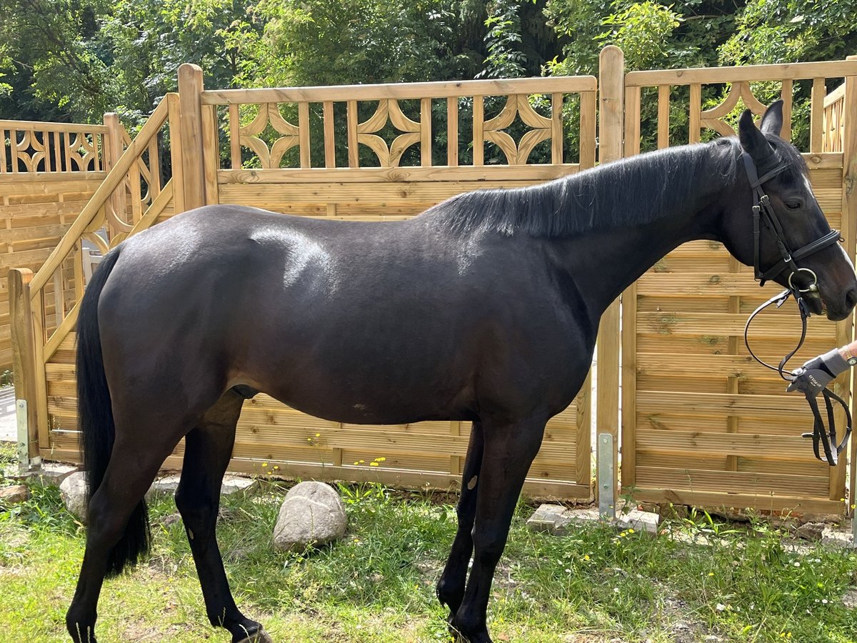 Schwedisches Warmblut Wallach 7 Jahre 150 cm Dunkelbrauner in Sundhagen