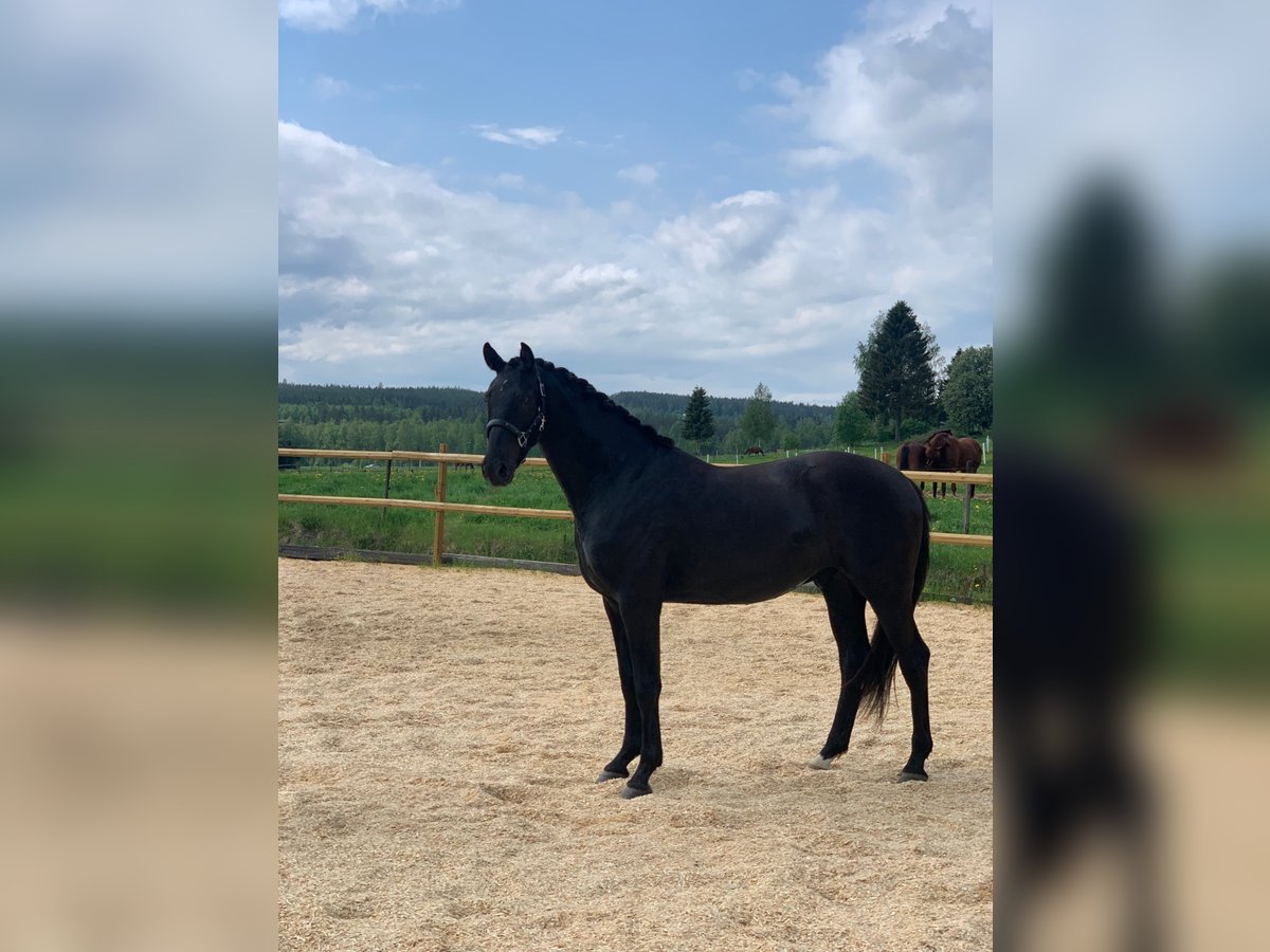 Schwedisches Warmblut Wallach 7 Jahre 162 cm Rappe in Vallsta