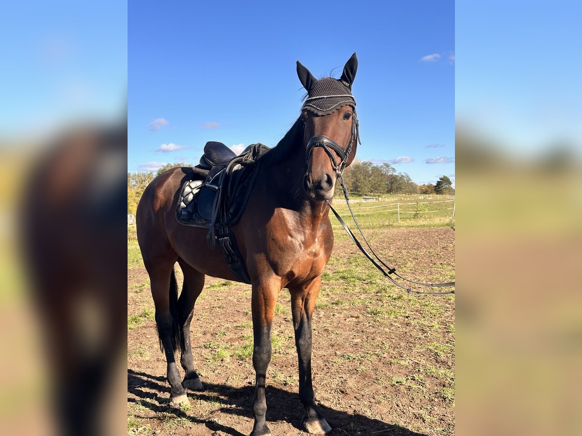 Schwedisches Warmblut Mix Wallach 7 Jahre 167 cm Brauner in Leipzig