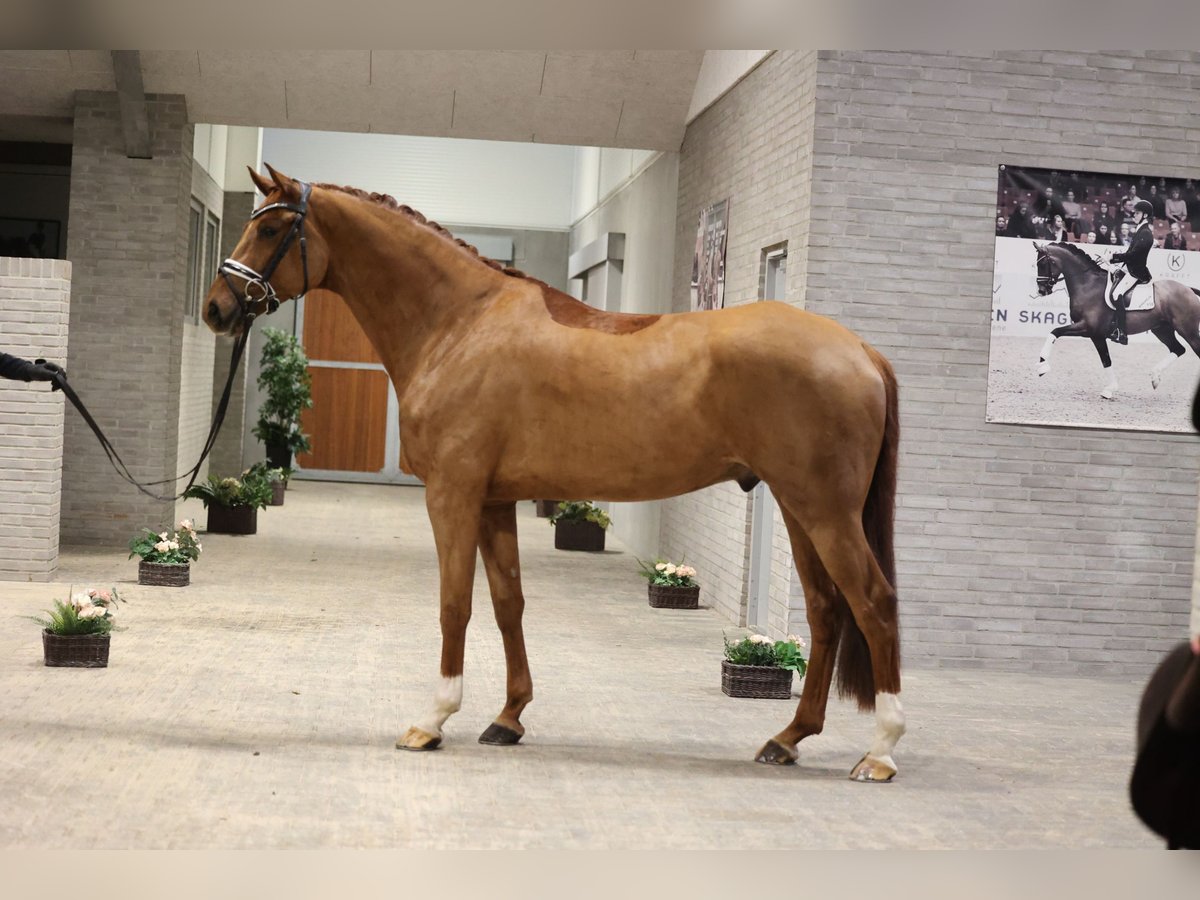 Schwedisches Warmblut Wallach 7 Jahre 170 cm Dunkelfuchs in Asperup