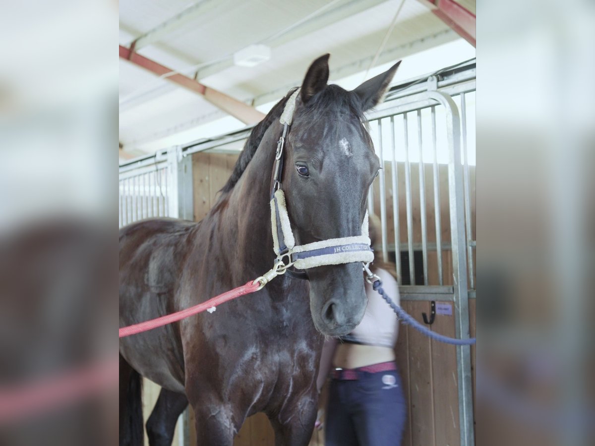 Schwedisches Warmblut Wallach 7 Jahre 175 cm Falbe in Vännäs