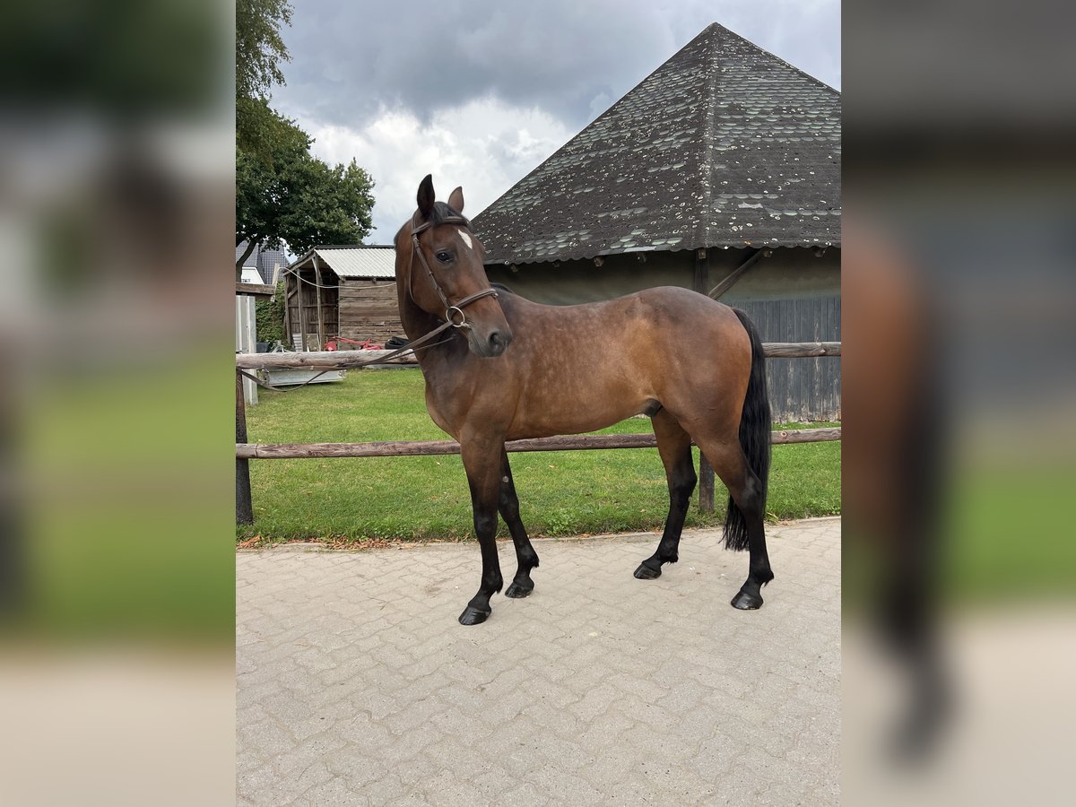 Schwedisches Warmblut Wallach 8 Jahre 160 cm in Bremen Schwedisches Warmblut Wallach 8 Jahre 160 cm in Bremen