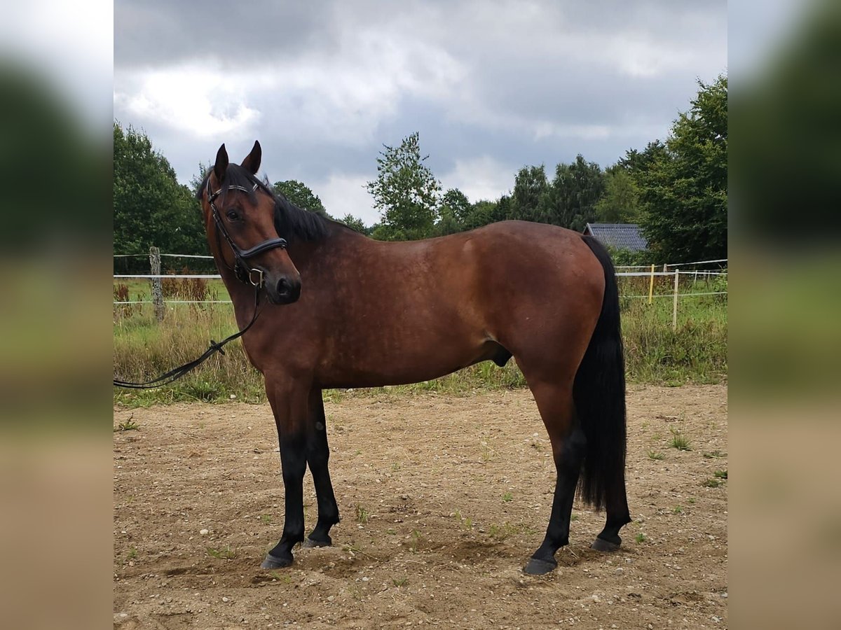 Schwedisches Warmblut Mix Wallach 8 Jahre 165 cm in Leipzig
