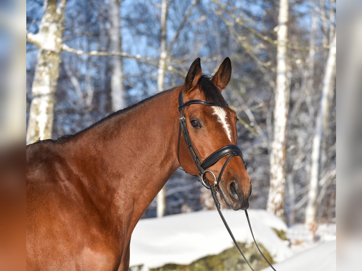 Schwedisches Warmblut Wallach 9 Jahre 167 cm Brauner in Thomasburg