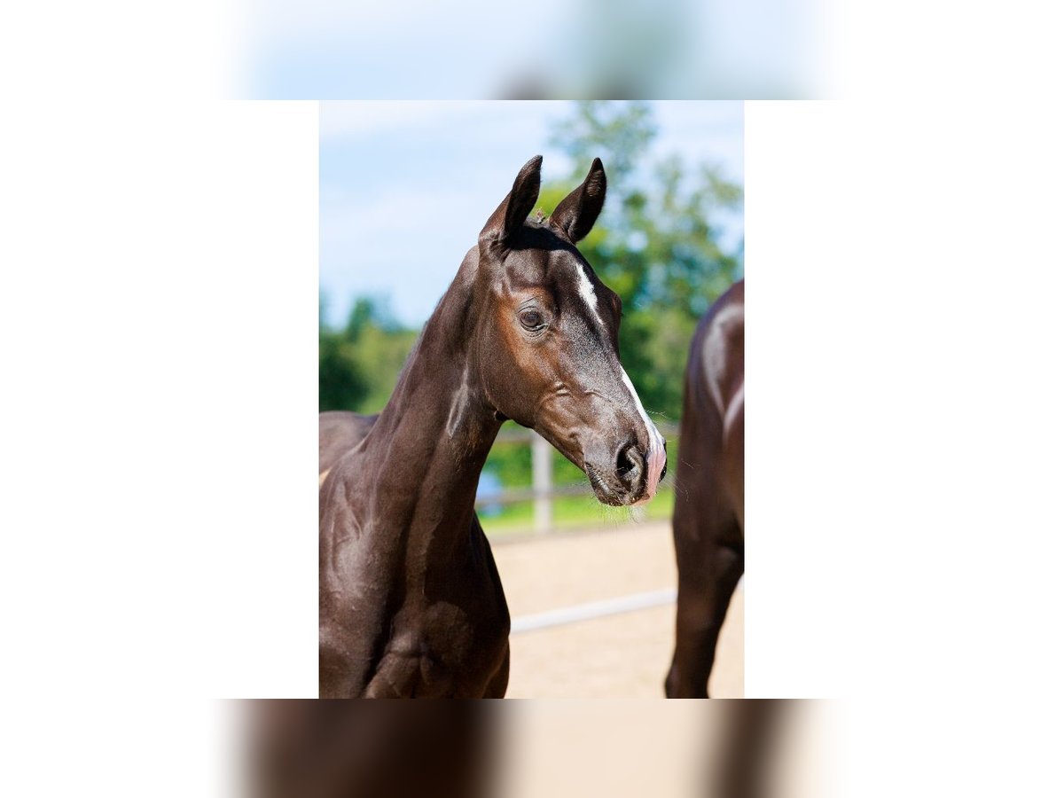 Schwedisches Warmblut Wallach Fohlen (05/2025) Rappe in Flyinge