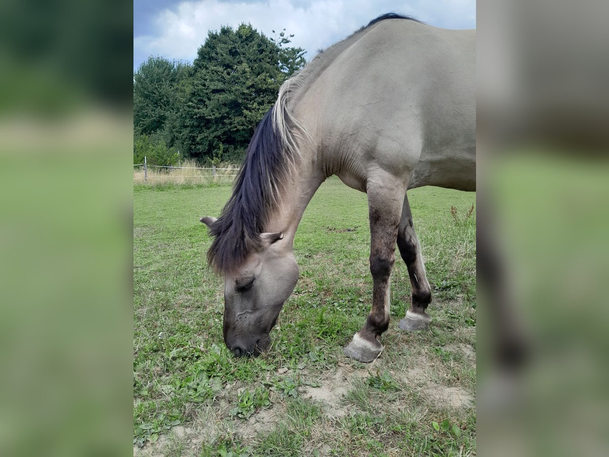Schweike Mix Stute 12 Jahre 148 cm in Duisburg