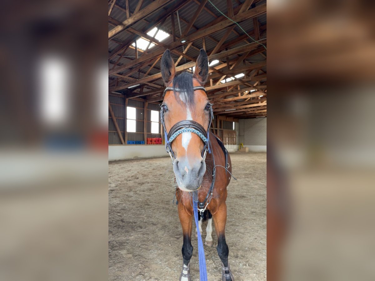 Schweizer Warmblut Hengst 17 Jahre in Lindau
