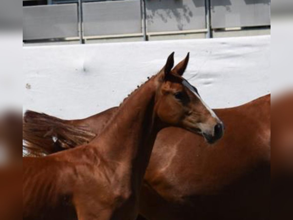 Schweizer Warmblut Hengst 1 Jahr 170 cm Fuchs in Muriaux