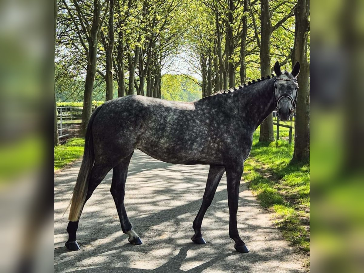 Schweizer Warmblut Hengst 5 Jahre 167 cm Apfelschimmel in Bielefeld