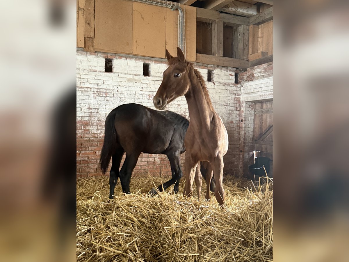Schweizer Warmblut Hengst Fohlen (04/2025) 167 cm in St.Ursen