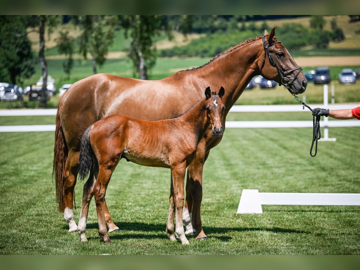 Schweizer Warmblut Hengst Fohlen (04/2025) Brauner in Fehraltorf
