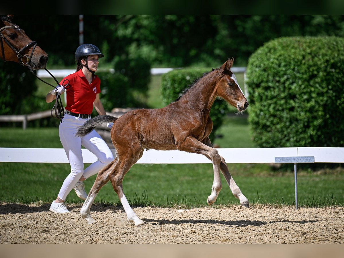 Schweizer Warmblut Hengst  Brauner in Windlach